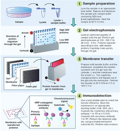 Western Blotting | Antibodies.com