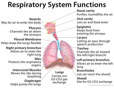 Respiratory System Parts And Their Functions