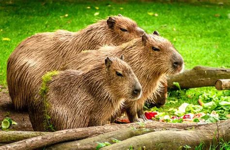 Capybara - Description, Habitat, Image, Diet, and Interesting Facts