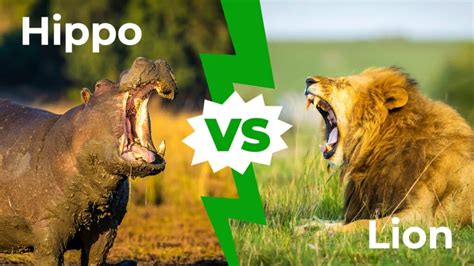 Hippo vs Lion: Who Would Win in a Fight? - A-Z Animals