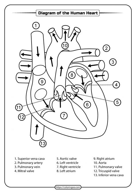 The Heart Diagram Worksheets