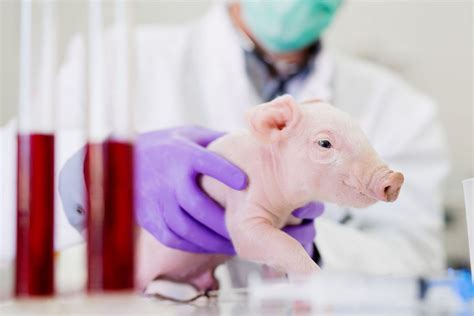 10 Bizarre Facts About The Human-Pig Hybrid Scientists Created In A Laboratory | Factionary - Page 2