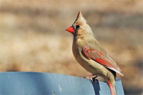 Female Cardinal Bird Close-up Free Stock Photo - Public Domain Pictures