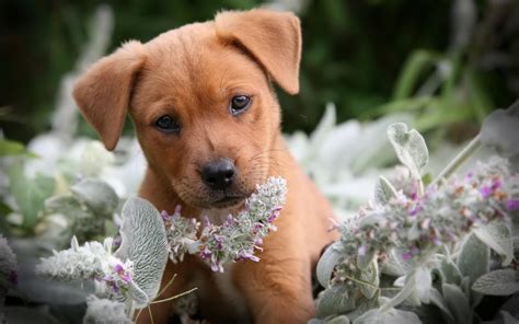 Cute Puppy Wallpapers for Desktop (58+ images)