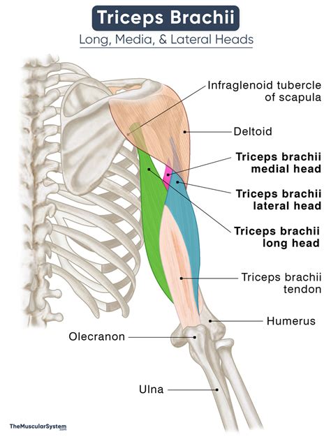 Triceps Brachii - Action, Origin, Insertion, Anatomy, & Diagram