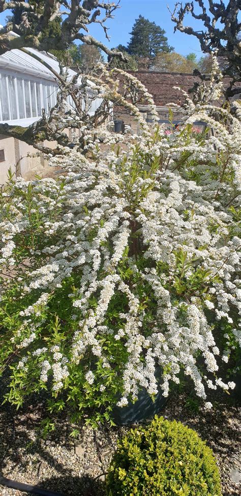 Bridal Wreath - Wykeham Mature Plants