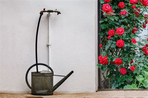 Climbing roses: care measures for a lush bloom - Plantura