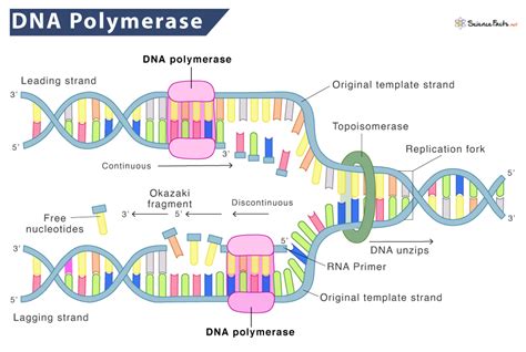 DNA Polymerase – Definition, Types, Structure, and Functions