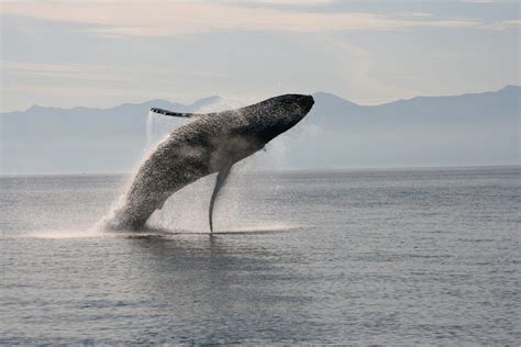 Whales of the Arctic | Expeditions Online