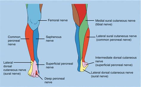 Popliteal Sciatic Nerve Block | Anesthesia Key