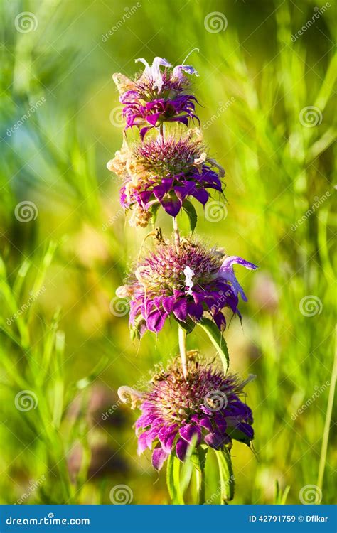 Purple Texas Wildflowers Stock Photo - Image: 42791759