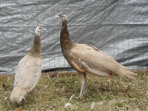 Cameo Peafowl chicks for sale | Cackle Hatchery®