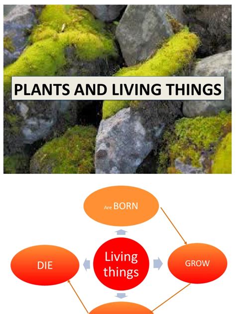 Plants and Living Things | PDF