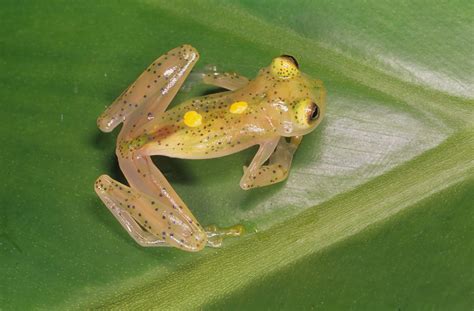 Some pictures of the beautiful Glass Frog. (Pics) (Neat.jpg) (Nature) - Bodybuilding.com Forums