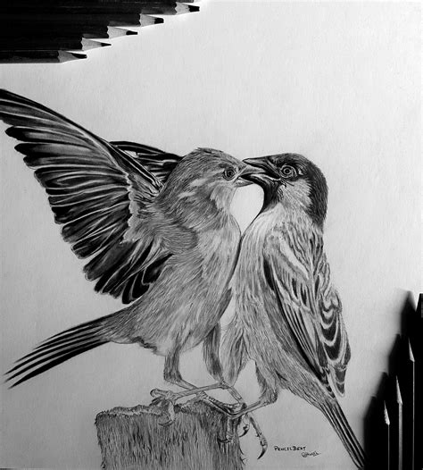 Realistic Bird Drawing