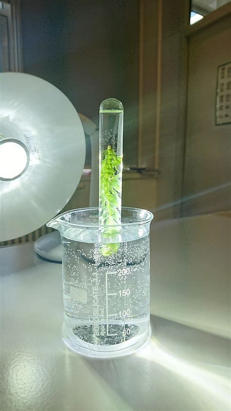 Easy Photosynthesis Demonstration - Floating Spinach Disks