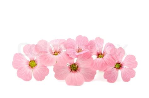 Delicate pink flowers on a white background | Stock Photo | Colourbox