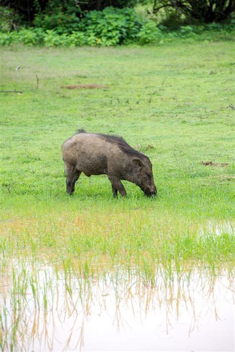 Wild Pig in Natural Habitat Stock Image - Image of wilderness, yala: 64923299