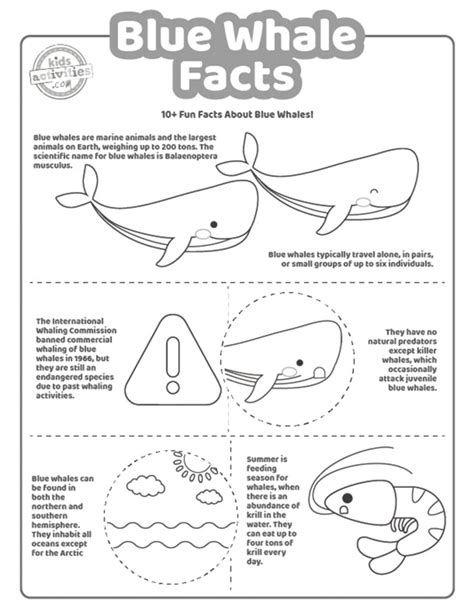 Fun Blue Whale Facts Kids Activities Blog