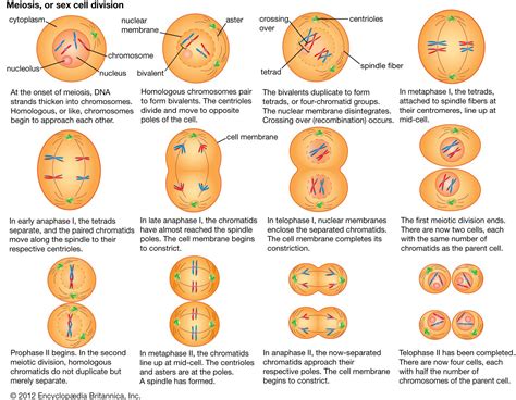 A Summary Of How Cell Division Meiosis In Cells Meiosis Plant And | Images and Photos finder