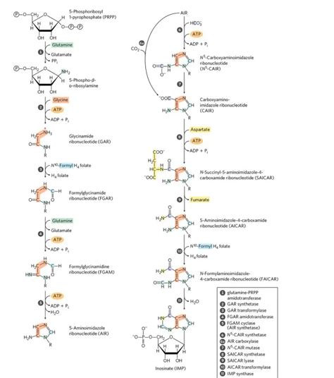 De Novo Purine and Pyrimidine Biosynthesis and Regulation