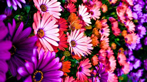 daisies, Flowers, Colorful, Pretty, Spring, Garden, Plenty, Hdr, Ultrahd, Black, White, Hd, 4k ...