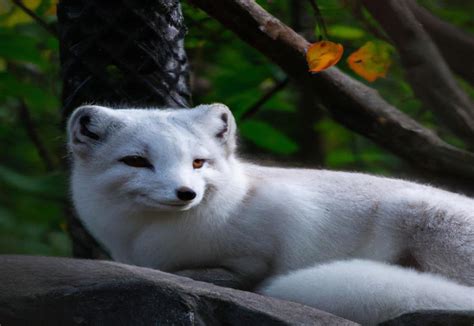 Discover the Fascinating Life of the Arctic Fox in Captivity - FoxAuthority