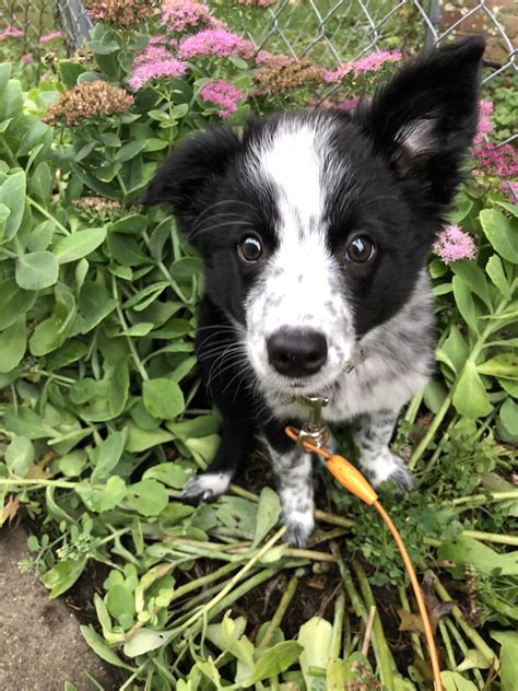 Meet Quinn, a border collie/blue heeler mix. : r/BorderCollie