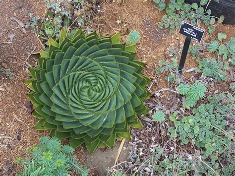 Aloe polyphylla plant