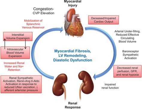 Fluid Volume Overload and Congestion in Heart Failure | Circulation: Heart Failure