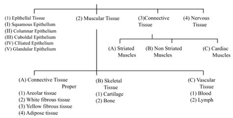 Top 37 + Name the animal tissue which is present in the larynx - Lestwinsonline.com