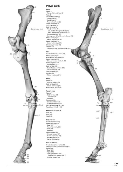 Horse Leg Anatomy Bones