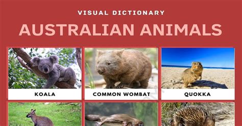 Australian Animals: List of Cute Australian Animals with Pictures • 7ESL