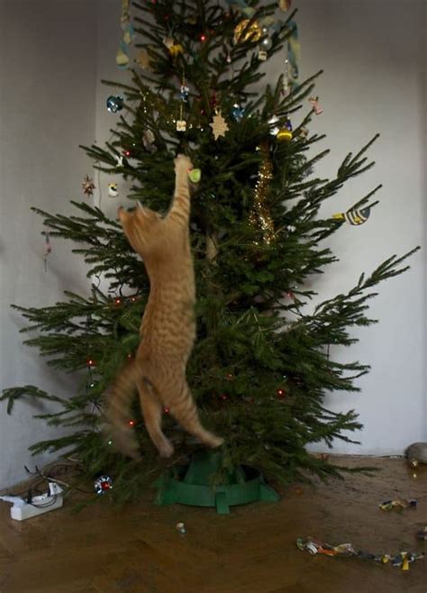 13 Cats 'Helping' To Decorate Christmas Trees - Part 2