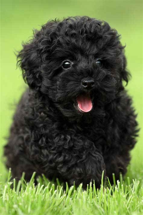 Poodle Puppies (20+ Perfect Pups) - Talk to Dogs