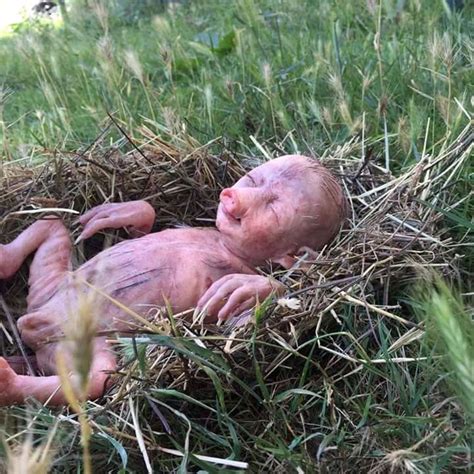 Strange piglet half human half pig in Cambodia