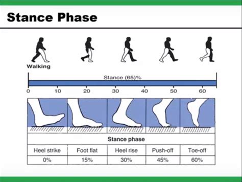 Biomechanics of Gait and Pathological Gait — OrthopaedicPrinciples.com