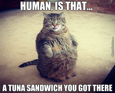 Fat Cat Meme - Funny Fat Cat Pictures with Quotes