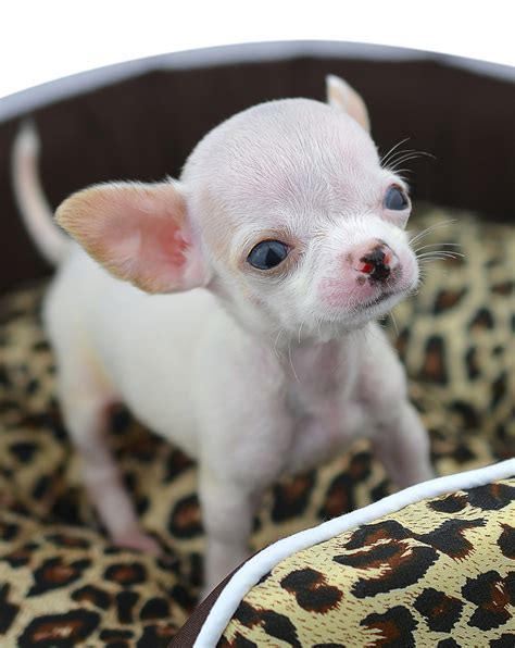 Teacup Chihuahua - Is This Tiny Pup The Perfect Pet For You?