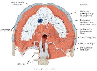 DIAPHRAGM | Muscles Information