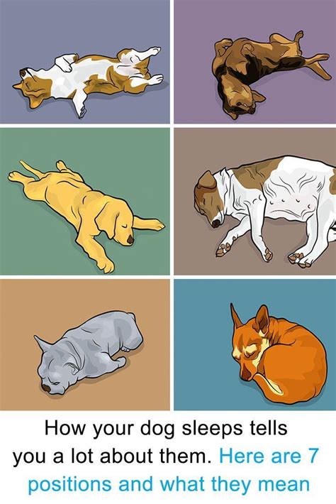 How your dog sleeps tells you a lot about them. Here are 7 positions and what they mean | Dog ...