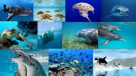 Marine Biom: Marine Biome: Animals