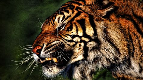 Angry Tiger wallpaper | 1920x1080 | #6398