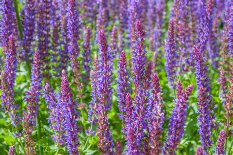 10 Popular Species of Salvia Plants