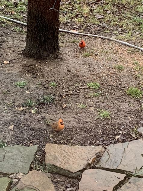 This orange female cardinal : r/mildlyinteresting