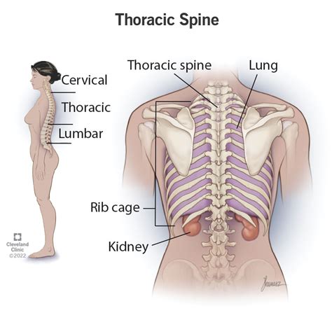 Thoracic Vertebrae Anatomy