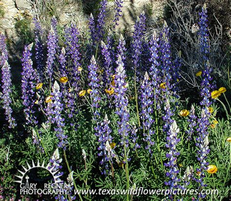 Thumbnail Index of Blue / Purple Texas Wildflowers : Texas Wildflower Pictures by Gary Regner ...