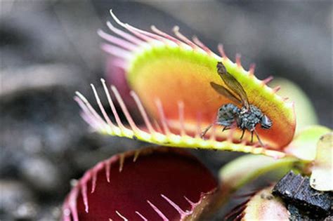 It's a trap: Carnivorous plants growing in popularity | syracuse.com