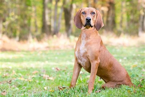 Redbone coonhound: Dog breed characteristics & care