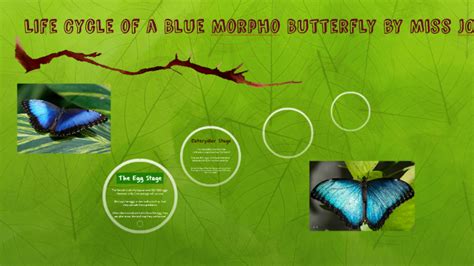 Life Cycle of a Blue Morpho Butterfly by Amy Jones